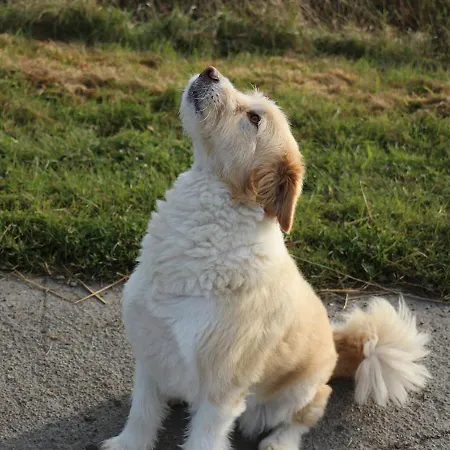 Prázdninový dům Strandgefluester